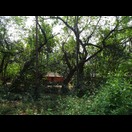 Wer nicht rechtzeitig pflügt, lebt bald im Wald